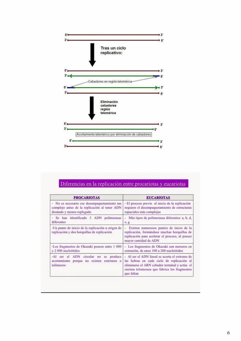 
<h2 id="labasemoleculardelaherenciaen2bachillerato">La base molecular de la herencia en 2º bachillerato</h2>
<h3 id="qusonlasbasesmolecular