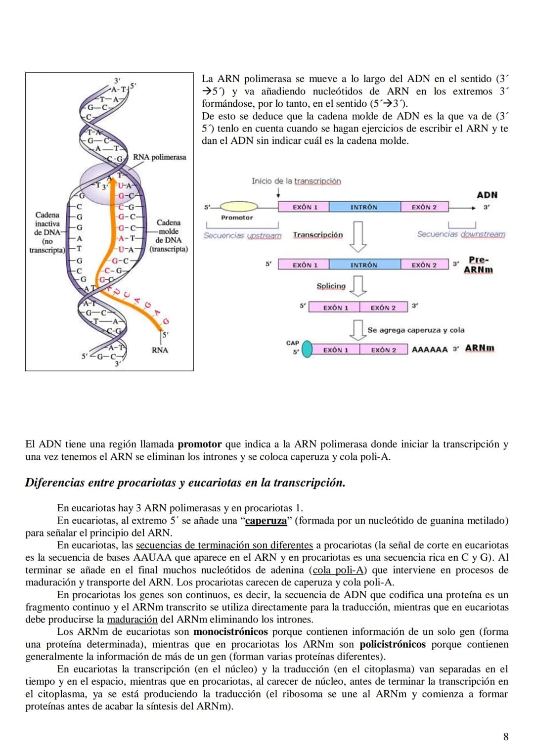 
<h2 id="labasemoleculardelaherenciaen2bachillerato">La base molecular de la herencia en 2º bachillerato</h2>
<h3 id="qusonlasbasesmolecular