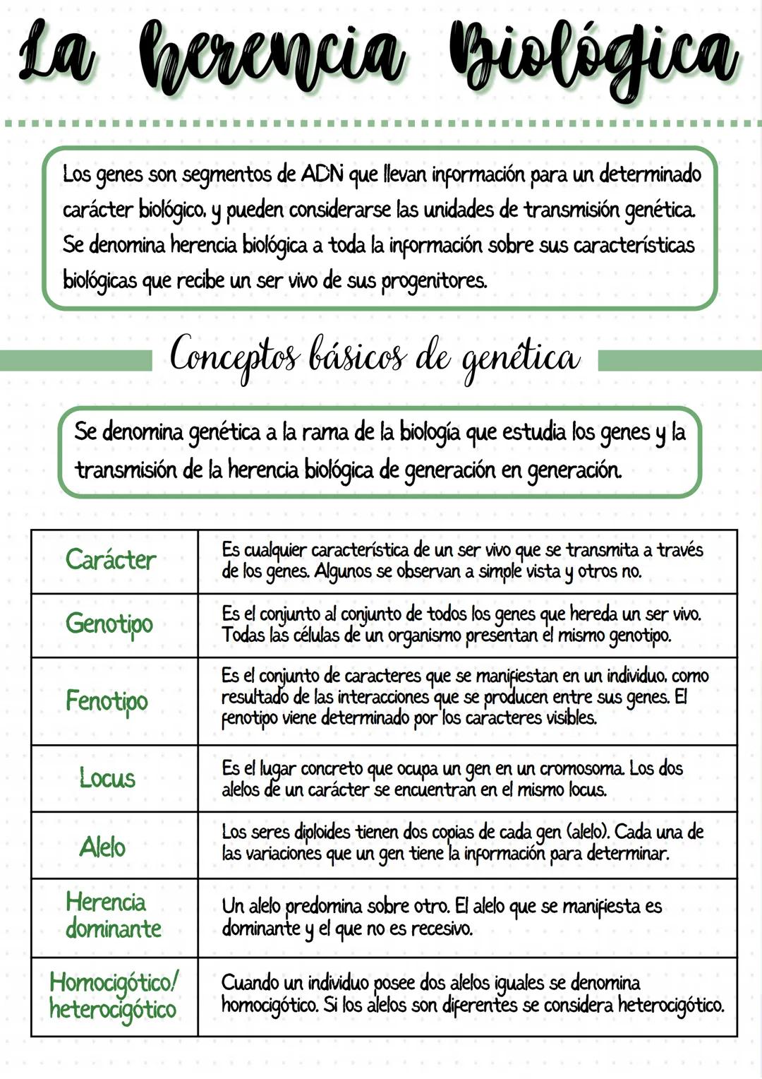 Todo sobre las leyes de Mendel y la genética humana