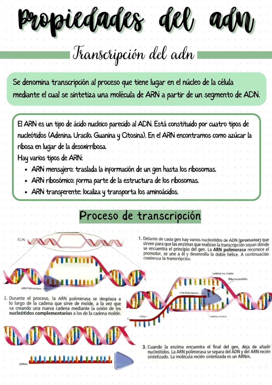 
<p>Los genes son segmentos de ADN que llevan información para un determinado carácter biológico, y pueden considerarse las unidades de tran