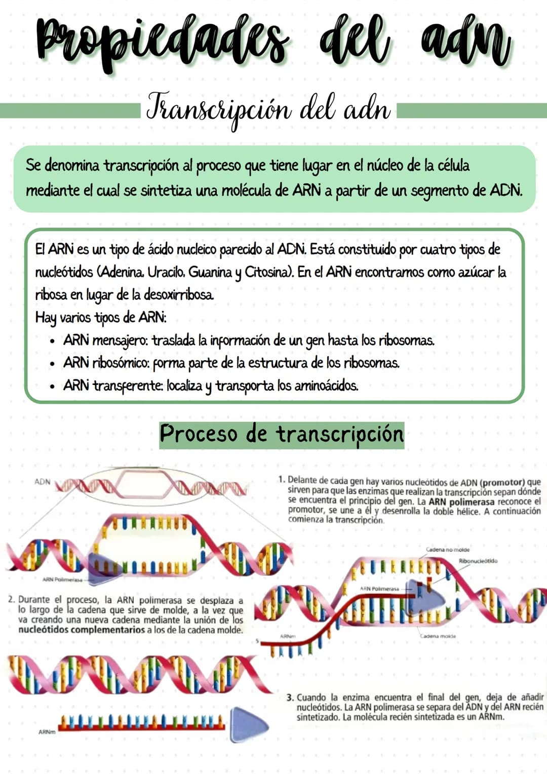 
<p>Los genes son segmentos de ADN que llevan información para un determinado carácter biológico, y pueden considerarse las unidades de tran