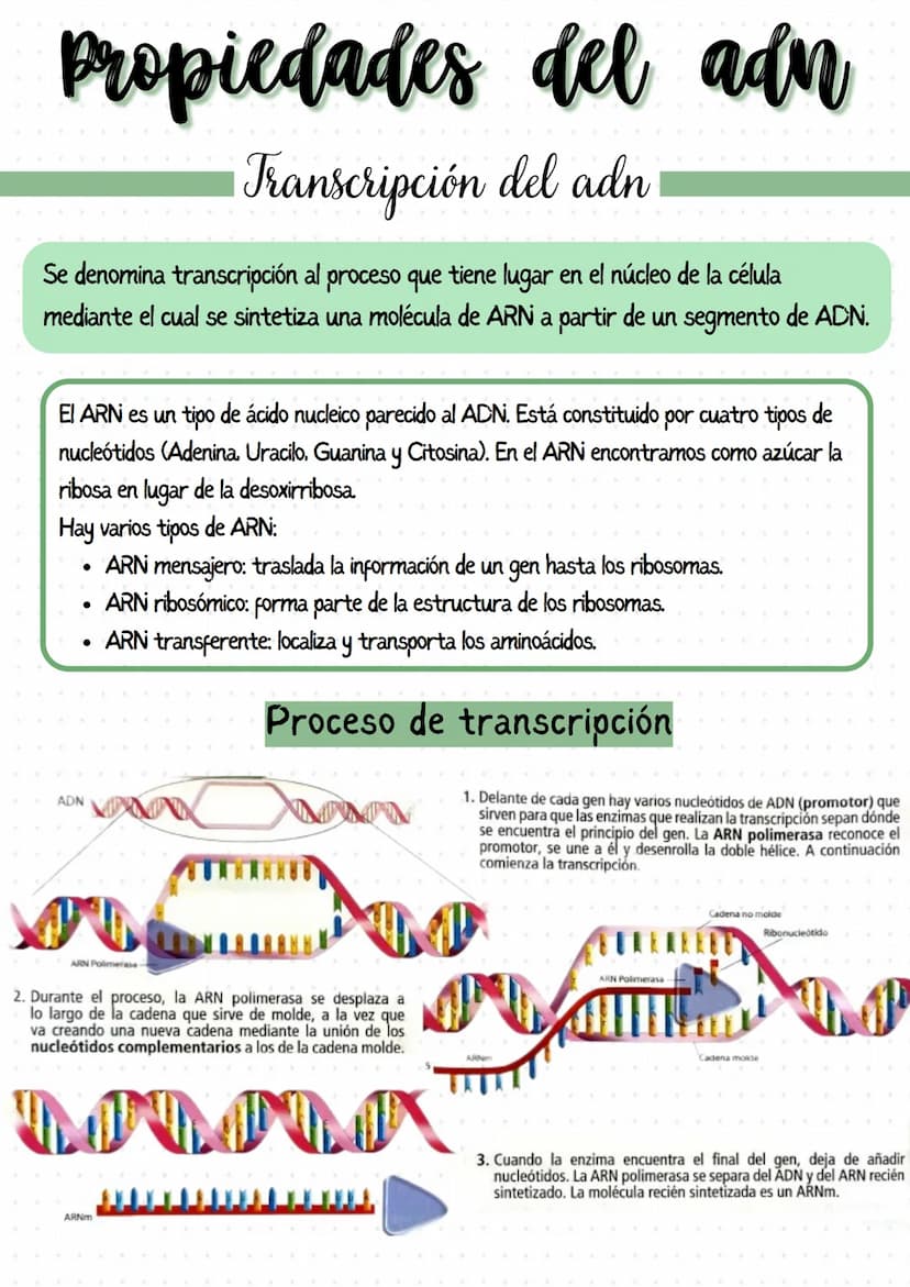 
<p>Los genes son segmentos de ADN que llevan información para un determinado carácter biológico, y pueden considerarse las unidades de tran