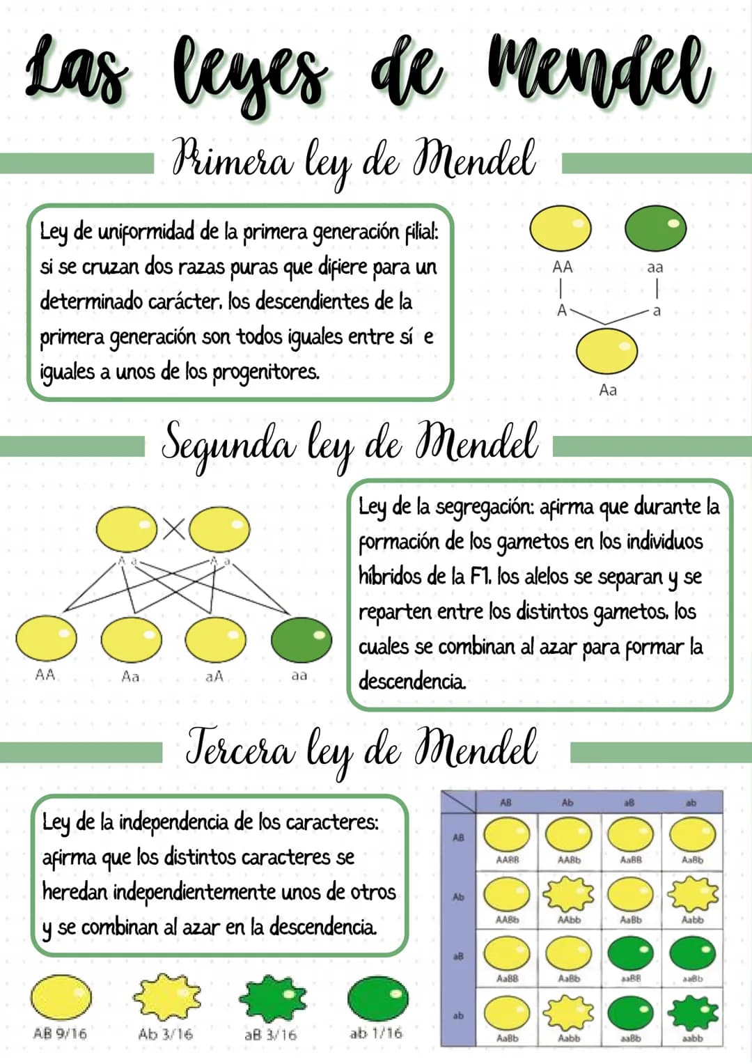 
<p>Los genes son segmentos de ADN que llevan información para un determinado carácter biológico, y pueden considerarse las unidades de tran