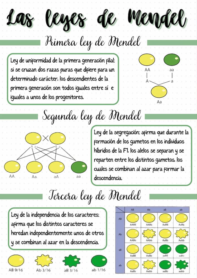 
<p>Los genes son segmentos de ADN que llevan información para un determinado carácter biológico, y pueden considerarse las unidades de tran