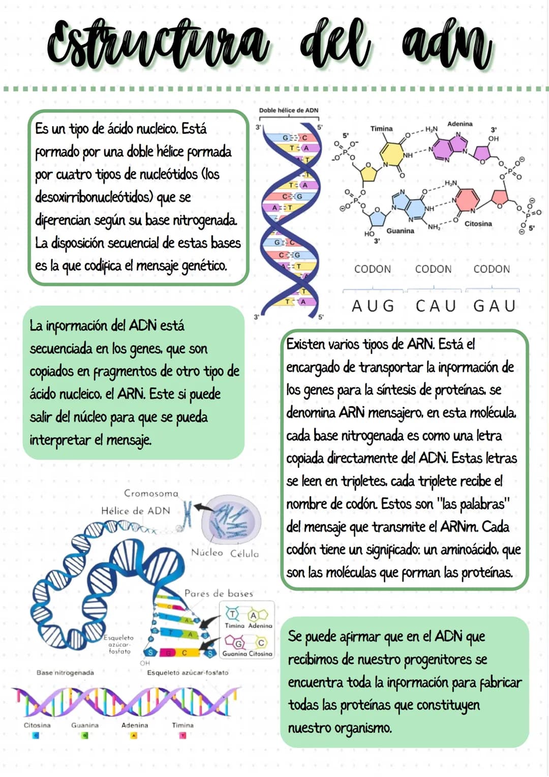 
<p>Los genes son segmentos de ADN que llevan información para un determinado carácter biológico, y pueden considerarse las unidades de tran