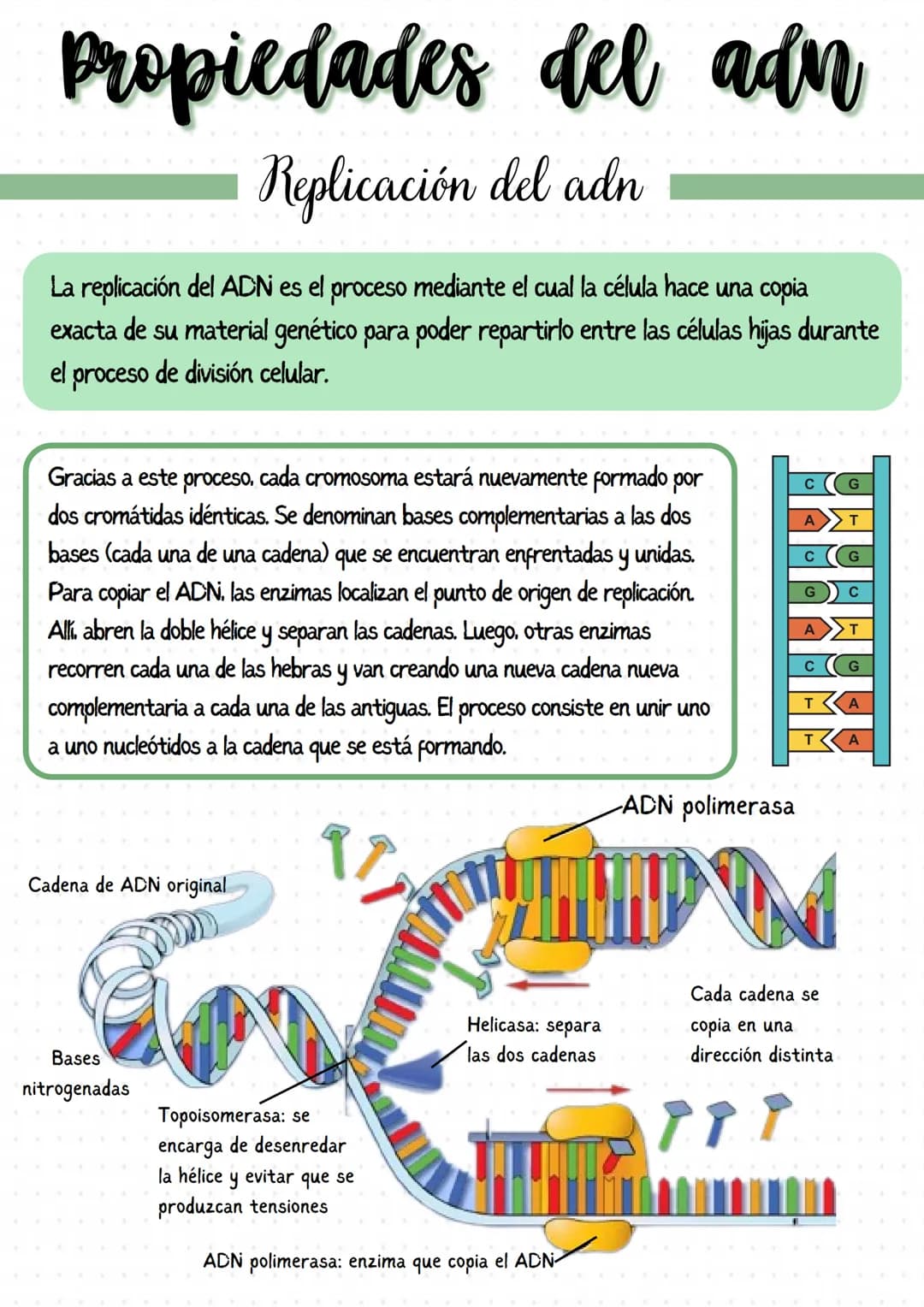 
<p>Los genes son segmentos de ADN que llevan información para un determinado carácter biológico, y pueden considerarse las unidades de tran