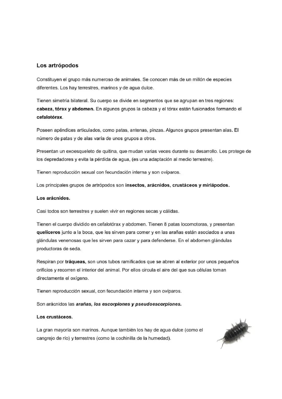 Animales invertebrados: Los artrópodos