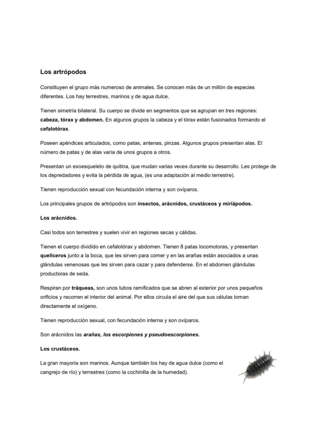 Los artrópodos
Constituyen el grupo más numeroso de animales. Se conocen más de un millón de especies
diferentes. Los hay terrestres, marino