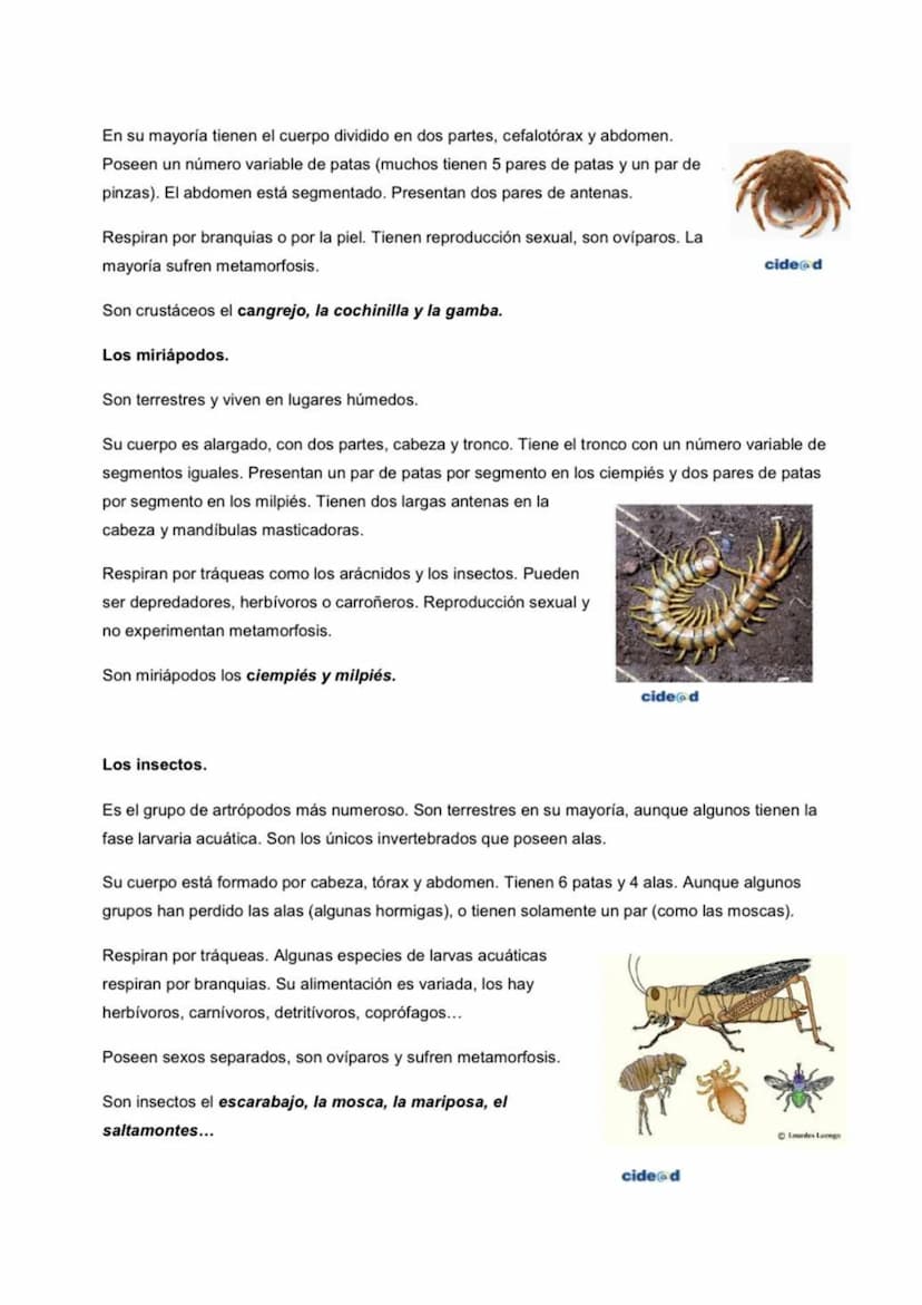 Los artrópodos
Constituyen el grupo más numeroso de animales. Se conocen más de un millón de especies
diferentes. Los hay terrestres, marino