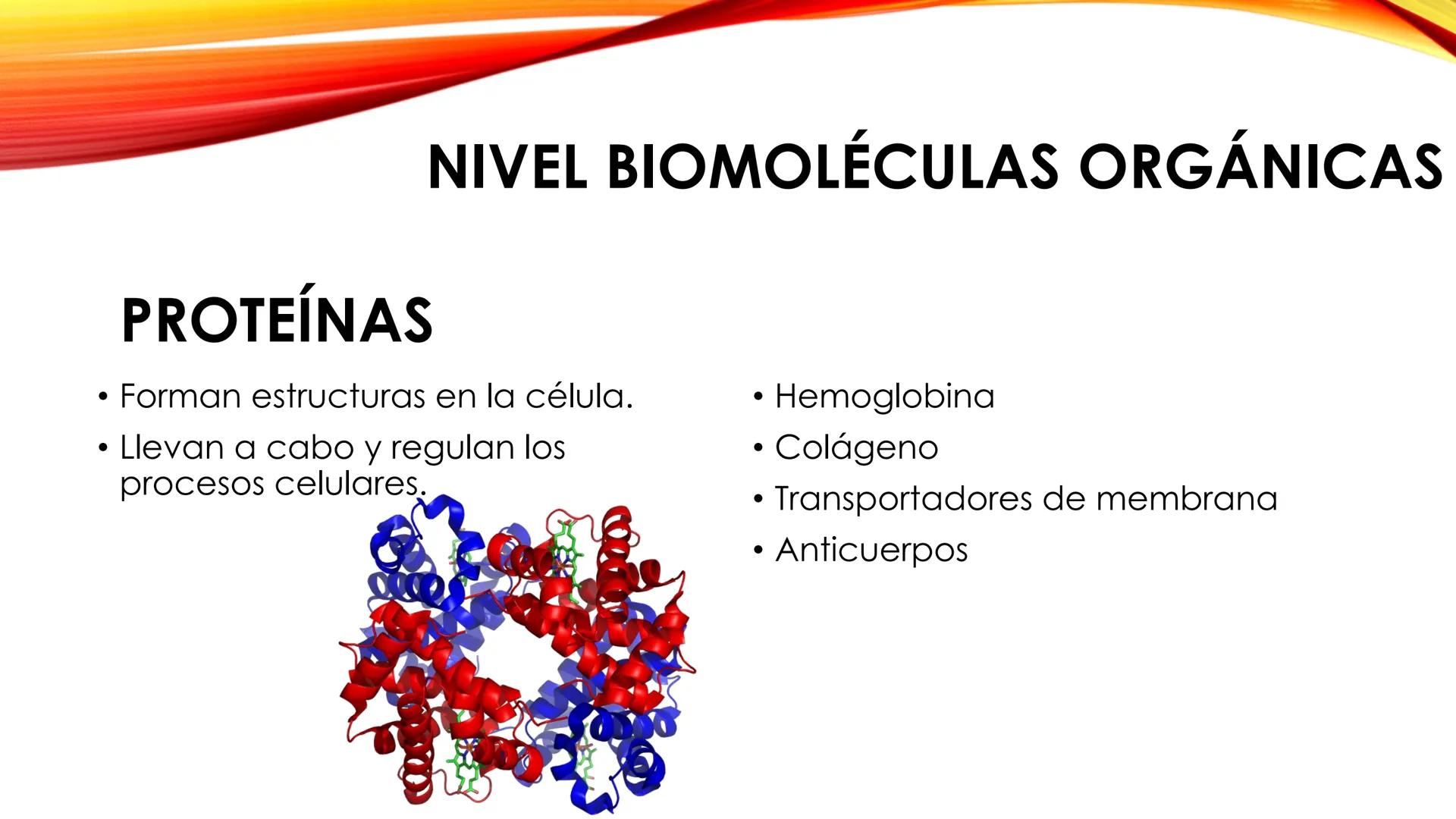 LA CÉLULA HUMANA
Tema 1. 3º ESO NIVELES DE ORGANIZACIÓN DE LA MATERIA
Los definimos como cada uno de los grados de complejidad en los que se