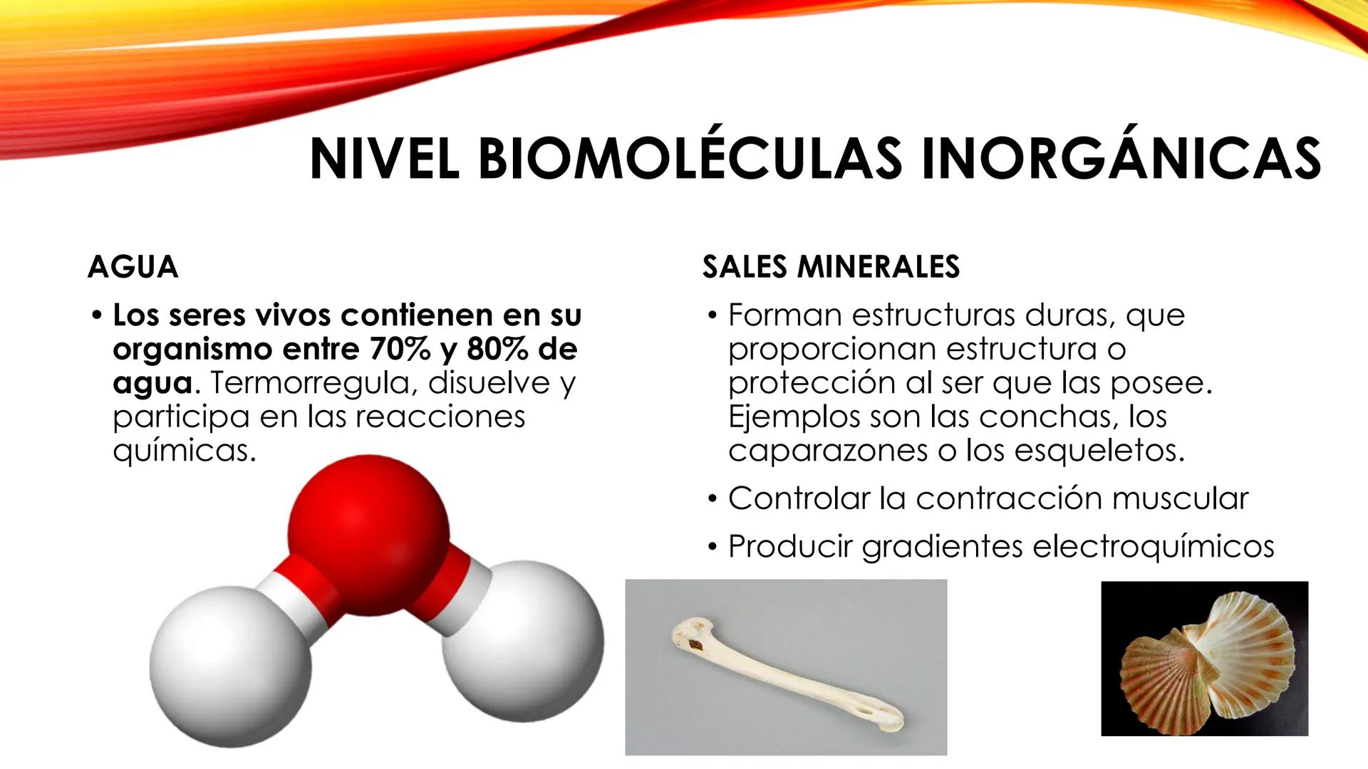 LA CÉLULA HUMANA
Tema 1. 3º ESO NIVELES DE ORGANIZACIÓN DE LA MATERIA
Los definimos como cada uno de los grados de complejidad en los que se