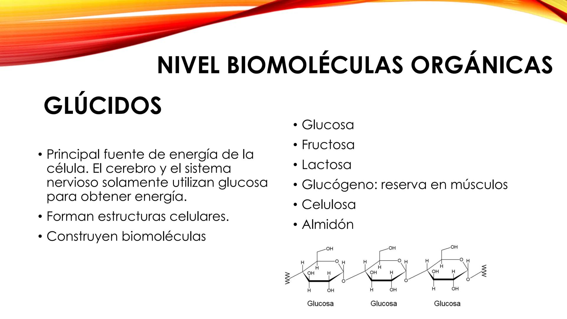 LA CÉLULA HUMANA
Tema 1. 3º ESO NIVELES DE ORGANIZACIÓN DE LA MATERIA
Los definimos como cada uno de los grados de complejidad en los que se