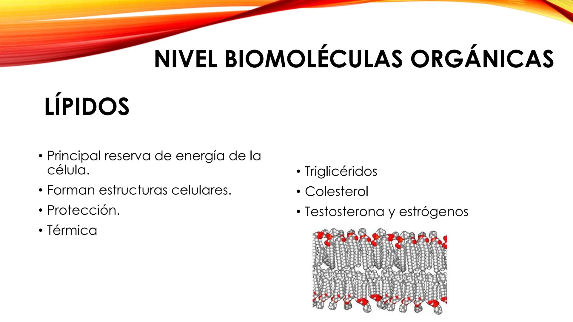 LA CÉLULA HUMANA
Tema 1. 3º ESO NIVELES DE ORGANIZACIÓN DE LA MATERIA
Los definimos como cada uno de los grados de complejidad en los que se