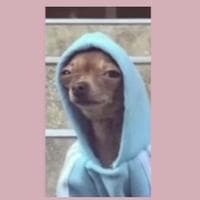 user profile picture