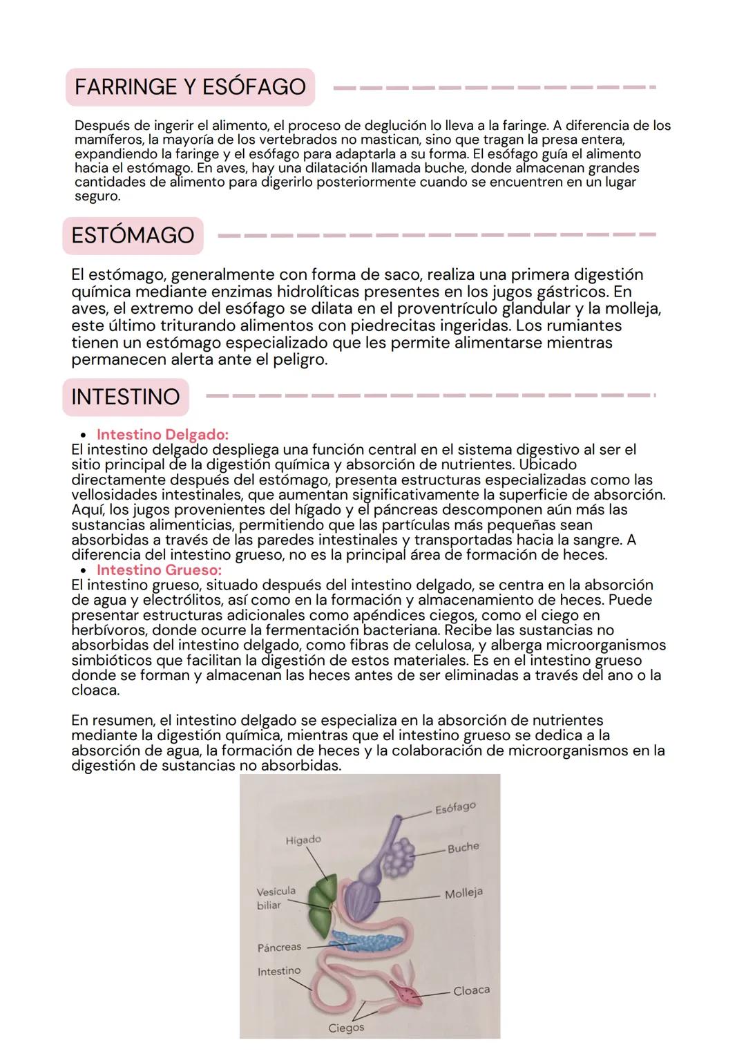 tema 2
SISTEMA
DIGESTIVO
мее LA ORGANIZACIÓN
DE LOS ANIMALES
La estructura corporal de los animales sigue una progresión en
niveles de organ