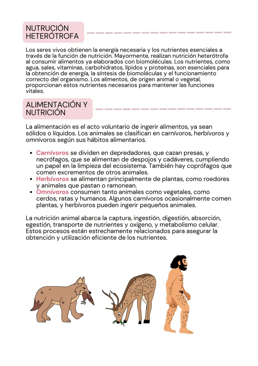 tema 2
SISTEMA
DIGESTIVO
мее LA ORGANIZACIÓN
DE LOS ANIMALES
La estructura corporal de los animales sigue una progresión en
niveles de organ