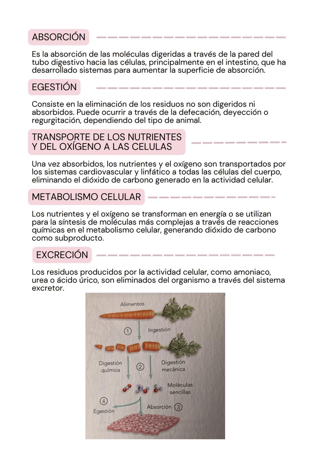 tema 2
SISTEMA
DIGESTIVO
мее LA ORGANIZACIÓN
DE LOS ANIMALES
La estructura corporal de los animales sigue una progresión en
niveles de organ