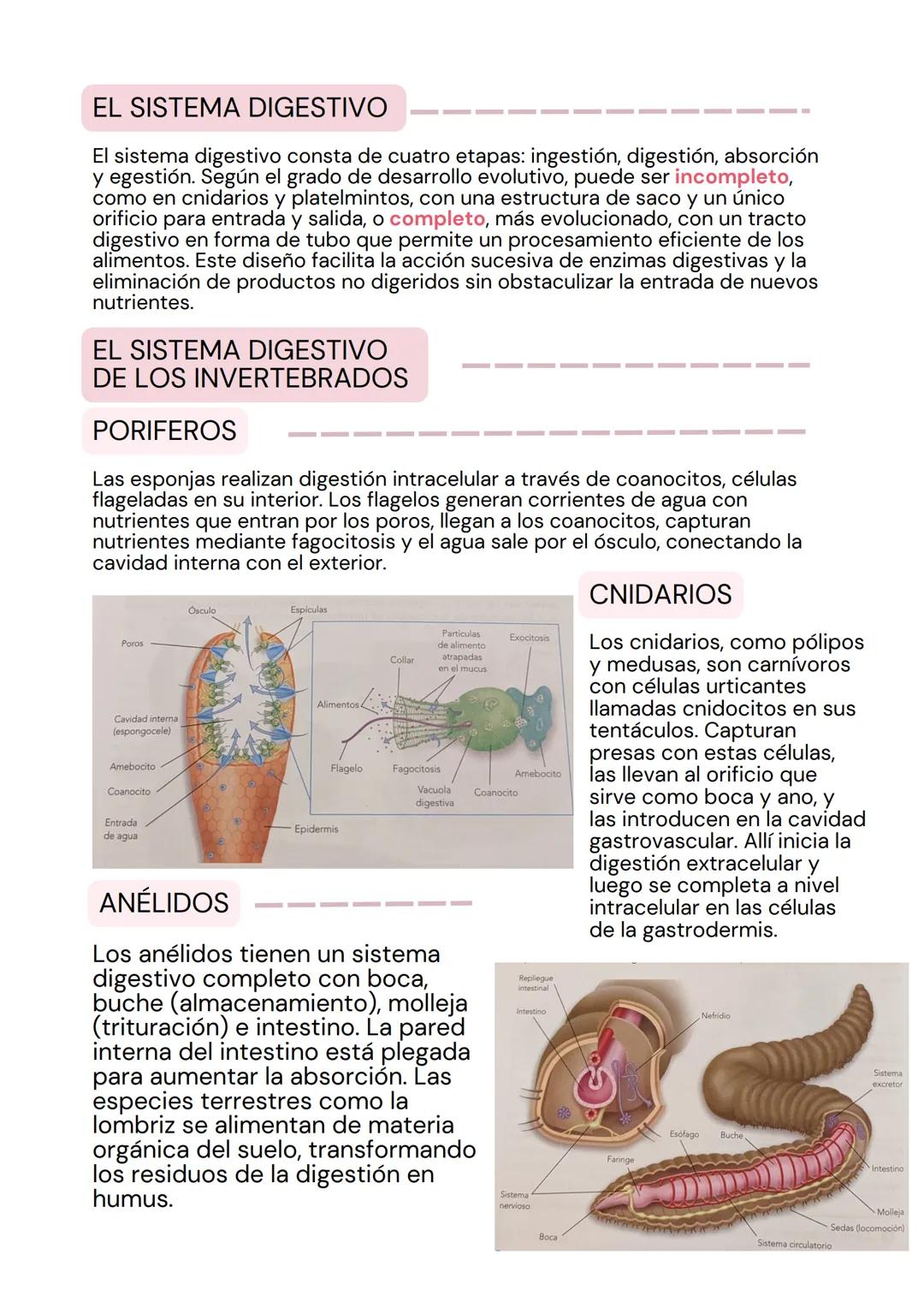 tema 2
SISTEMA
DIGESTIVO
мее LA ORGANIZACIÓN
DE LOS ANIMALES
La estructura corporal de los animales sigue una progresión en
niveles de organ