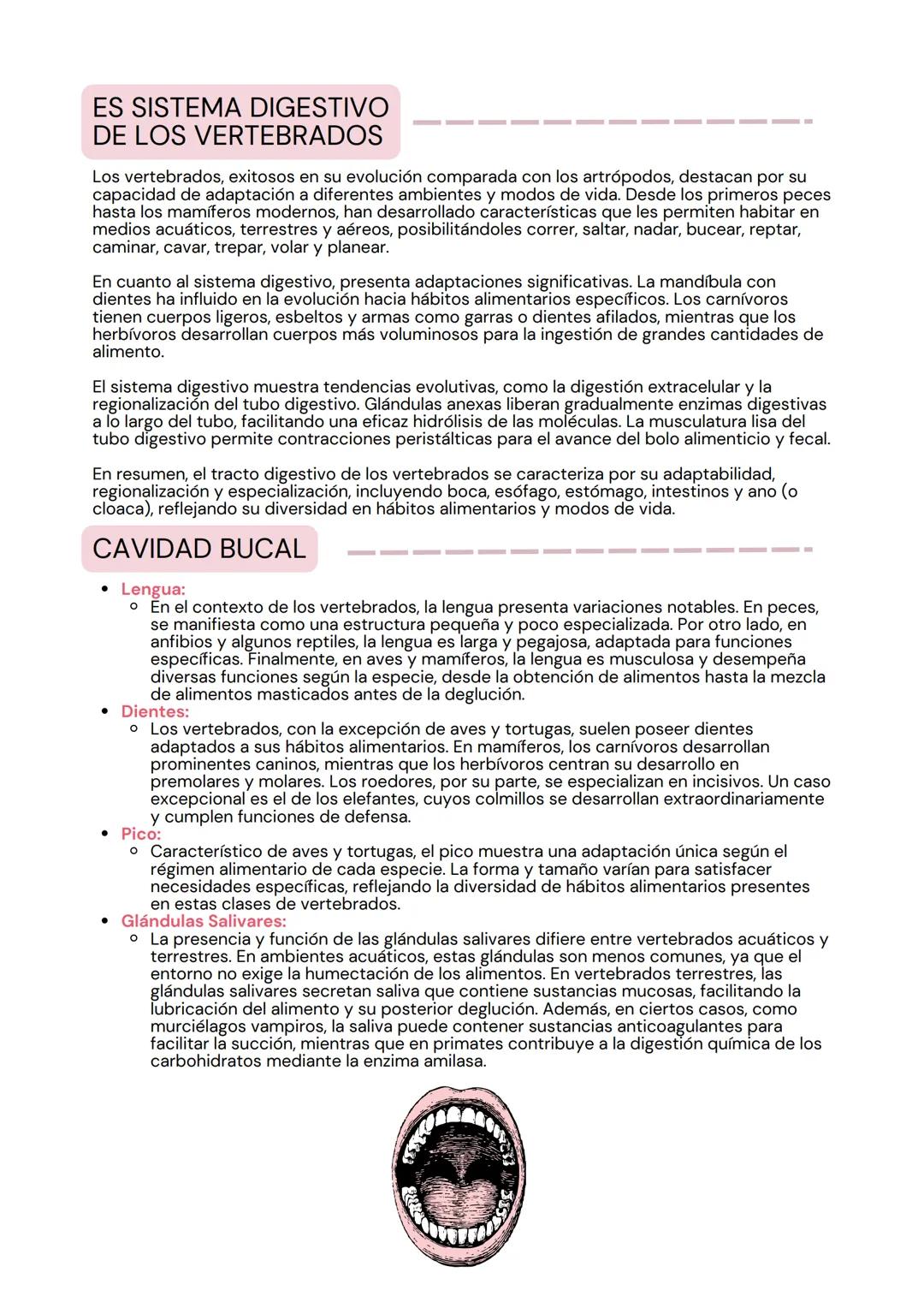 tema 2
SISTEMA
DIGESTIVO
мее LA ORGANIZACIÓN
DE LOS ANIMALES
La estructura corporal de los animales sigue una progresión en
niveles de organ