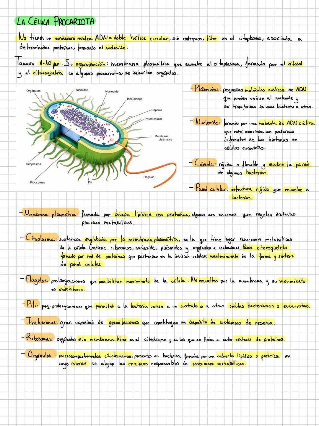 LA CELULA EUCARIOTA.
doble membrana
Su material
se encuentra en un núcleo separado del citoplasma por una
genetico
Tamaño mayor y organicaci