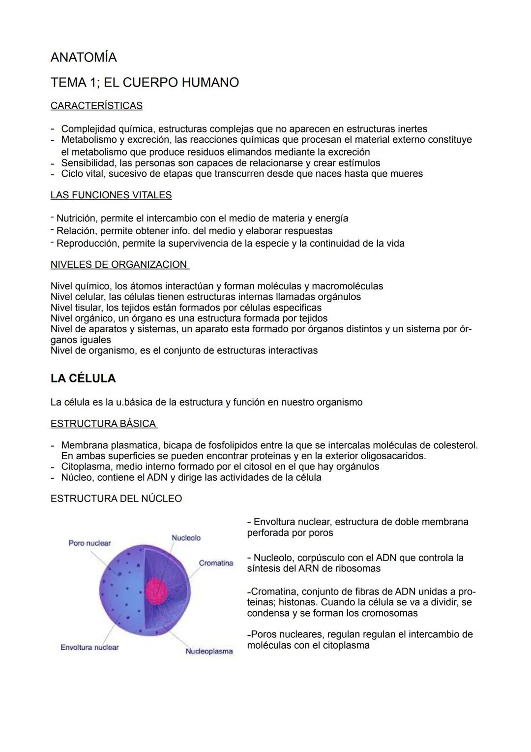 ANATOMÍA
TEMA 1; EL CUERPO HUMANO
CARACTERÍSTICAS
Complejidad química, estructuras complejas que no aparecen en estructuras inertes
Metaboli