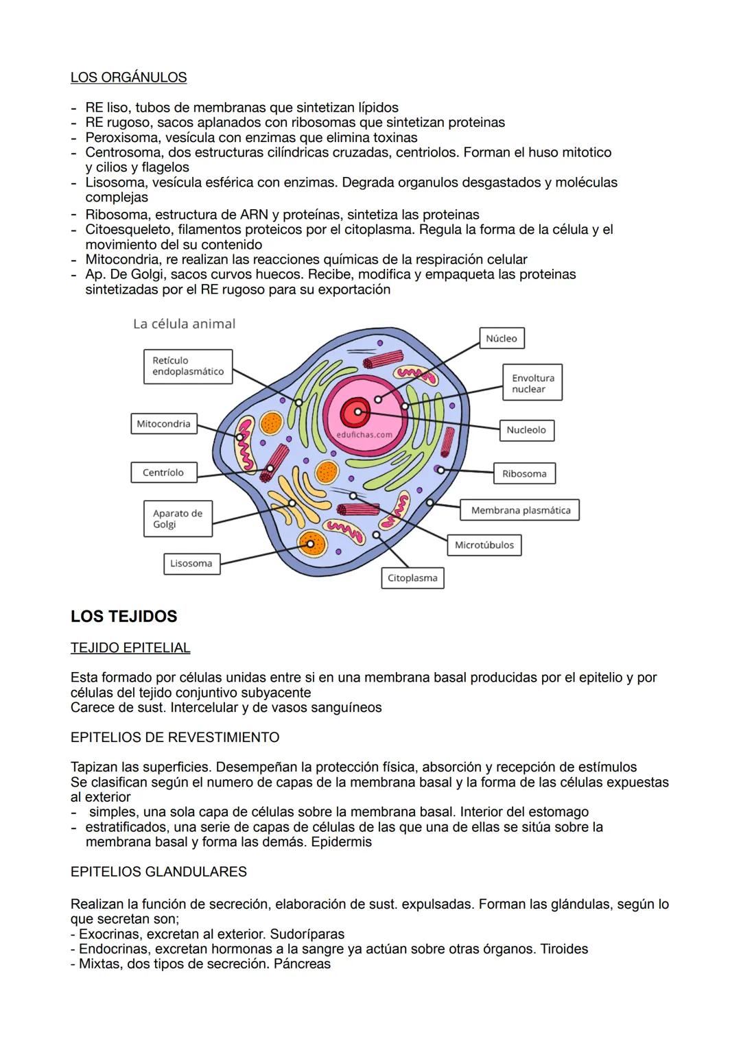 ANATOMÍA
TEMA 1; EL CUERPO HUMANO
CARACTERÍSTICAS
Complejidad química, estructuras complejas que no aparecen en estructuras inertes
Metaboli
