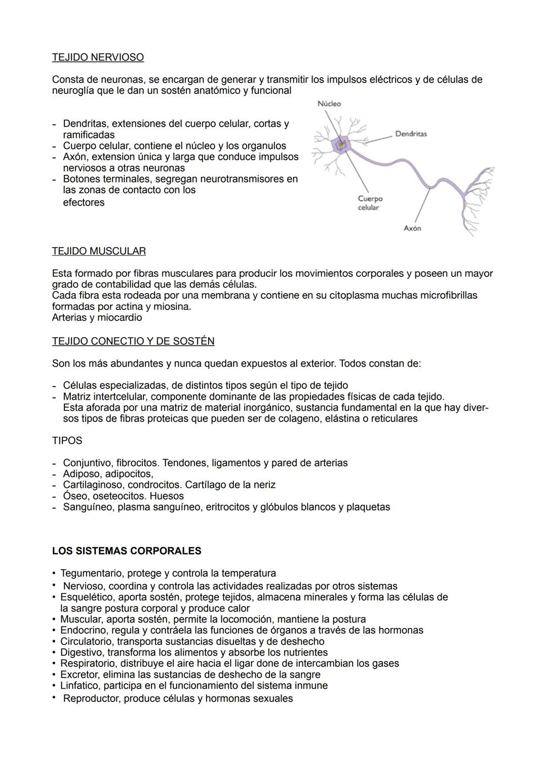 ANATOMÍA
TEMA 1; EL CUERPO HUMANO
CARACTERÍSTICAS
Complejidad química, estructuras complejas que no aparecen en estructuras inertes
Metaboli