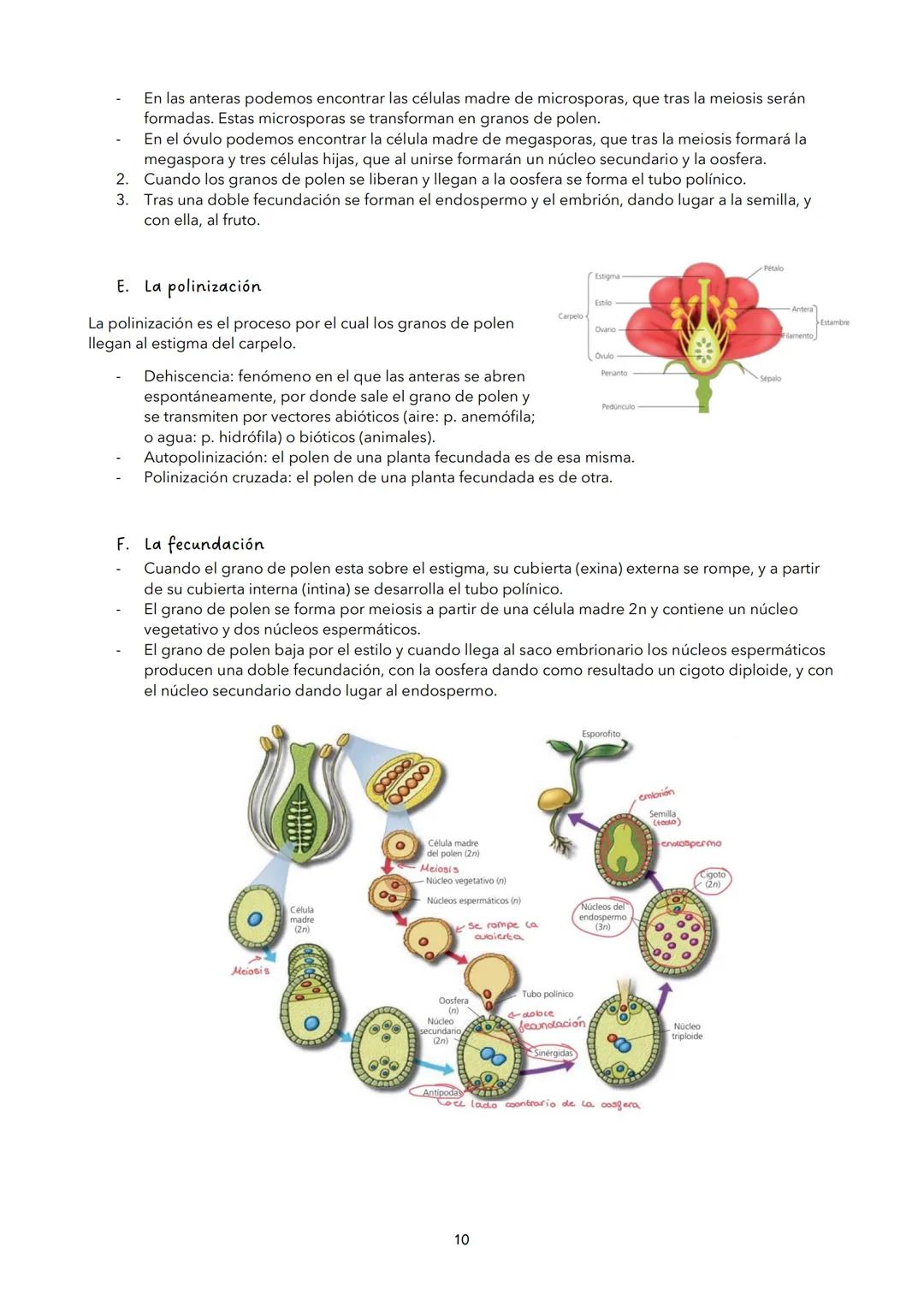 # TEMA 9: LA FUNCIÓN DE NUTRICIÓN DE LAS PLANTAS
1. LA FUNCIÓN DE NUTRICIÓN
La función de nutrición es aquella por la cual los seres vivos