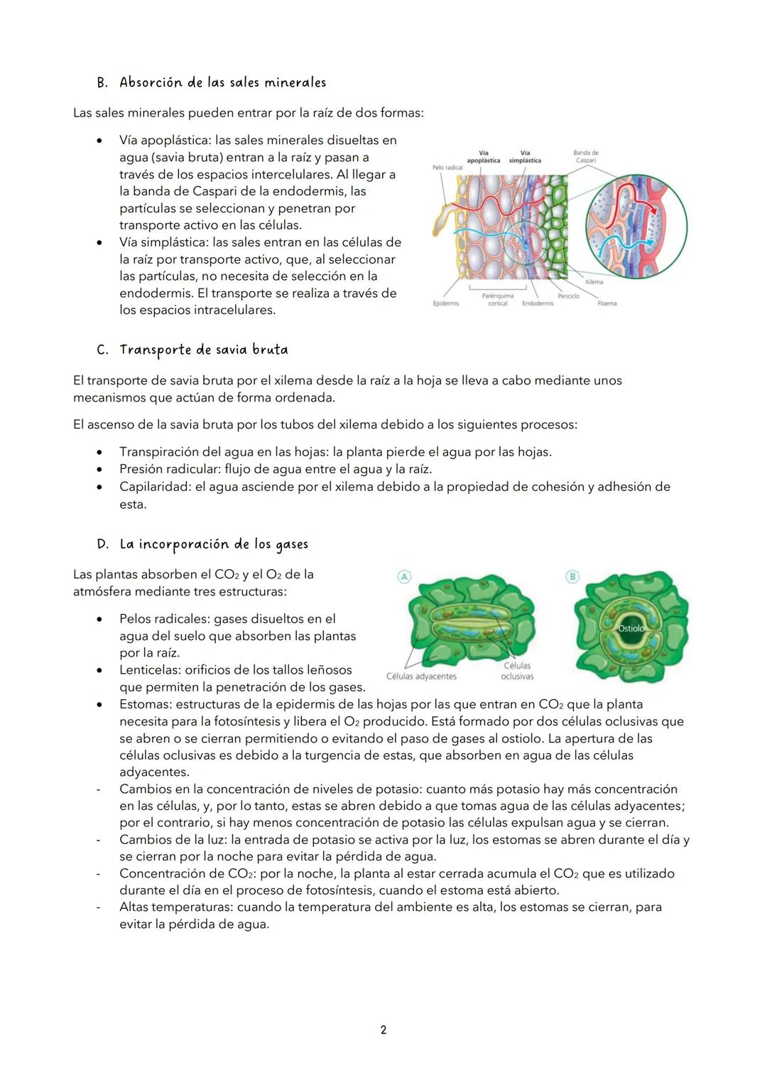 # TEMA 9: LA FUNCIÓN DE NUTRICIÓN DE LAS PLANTAS
1. LA FUNCIÓN DE NUTRICIÓN
La función de nutrición es aquella por la cual los seres vivos