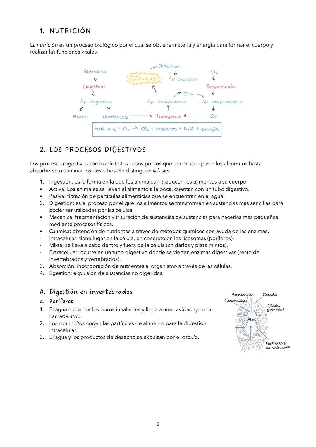 TEMA 11: NUTRICIÓN EN LOS ANIMALES
VOCABULARIO
Enzimas: proteínas que transforman a sustancias mediante reacciones metabólicas (no se
consum