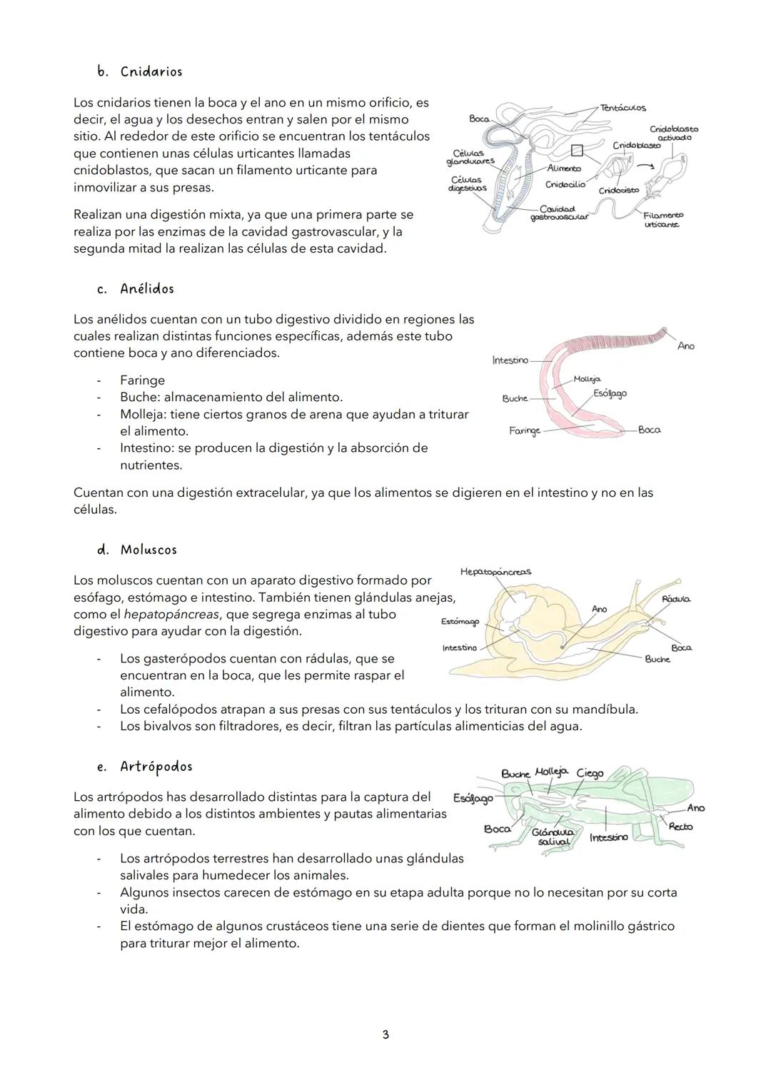 TEMA 11: NUTRICIÓN EN LOS ANIMALES
VOCABULARIO
Enzimas: proteínas que transforman a sustancias mediante reacciones metabólicas (no se
consum