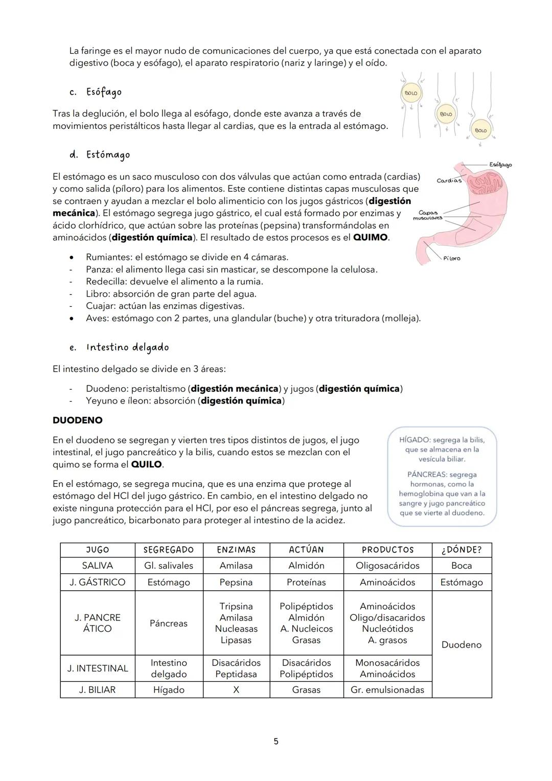 TEMA 11: NUTRICIÓN EN LOS ANIMALES
VOCABULARIO
Enzimas: proteínas que transforman a sustancias mediante reacciones metabólicas (no se
consum