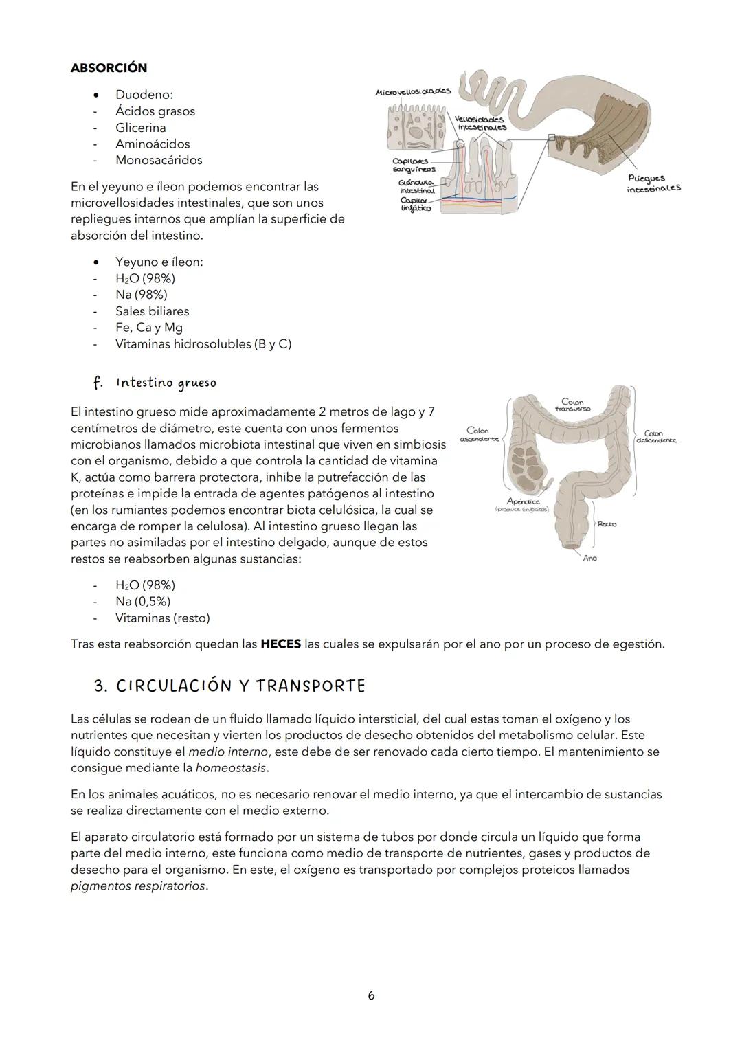 TEMA 11: NUTRICIÓN EN LOS ANIMALES
VOCABULARIO
Enzimas: proteínas que transforman a sustancias mediante reacciones metabólicas (no se
consum