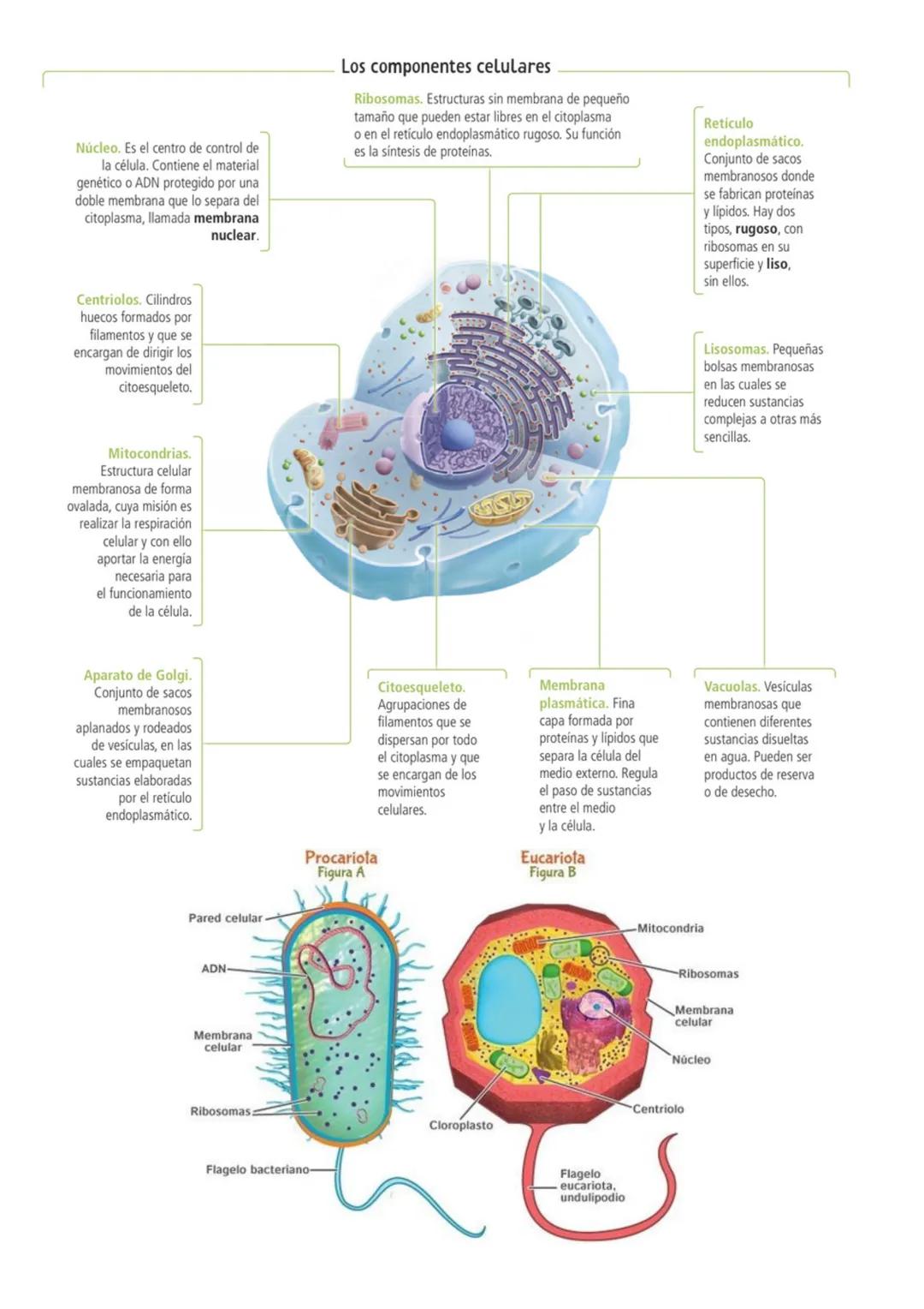 Los componentes celulares
Núcleo. Es el centro de control de
la célula. Contiene el material
genético o ADN protegido por una
doble membran