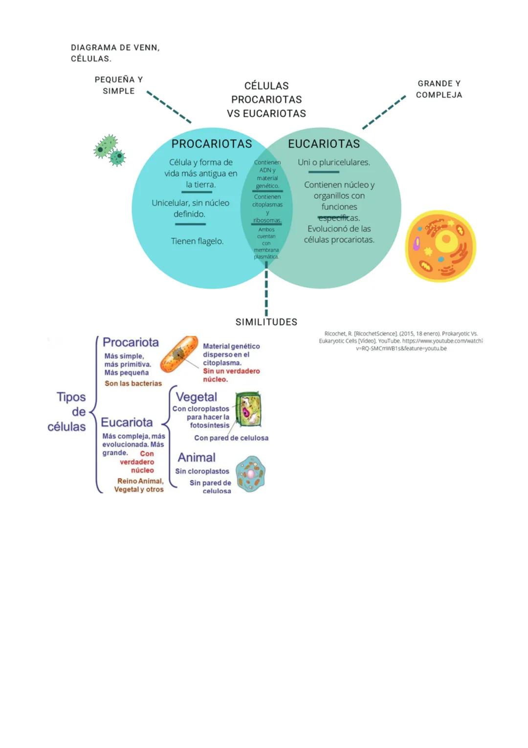 Los componentes celulares
Núcleo. Es el centro de control de
la célula. Contiene el material
genético o ADN protegido por una
doble membran