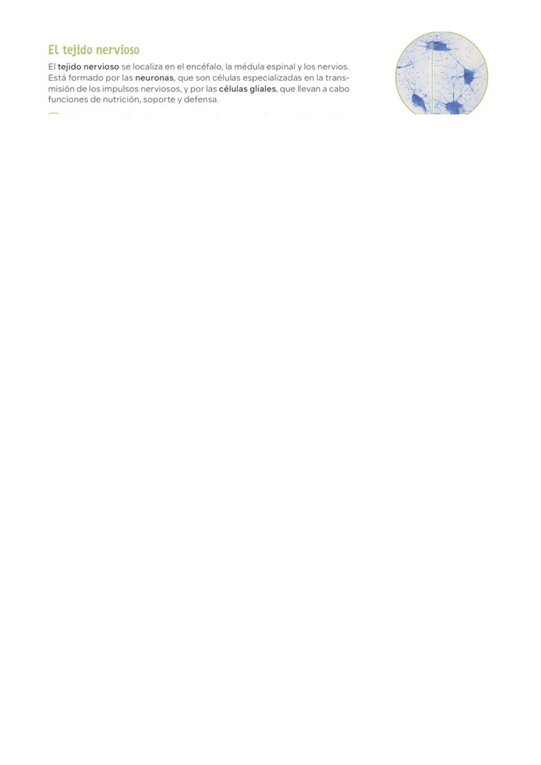 Los componentes celulares
Núcleo. Es el centro de control de
la célula. Contiene el material
genético o ADN protegido por una
doble membran