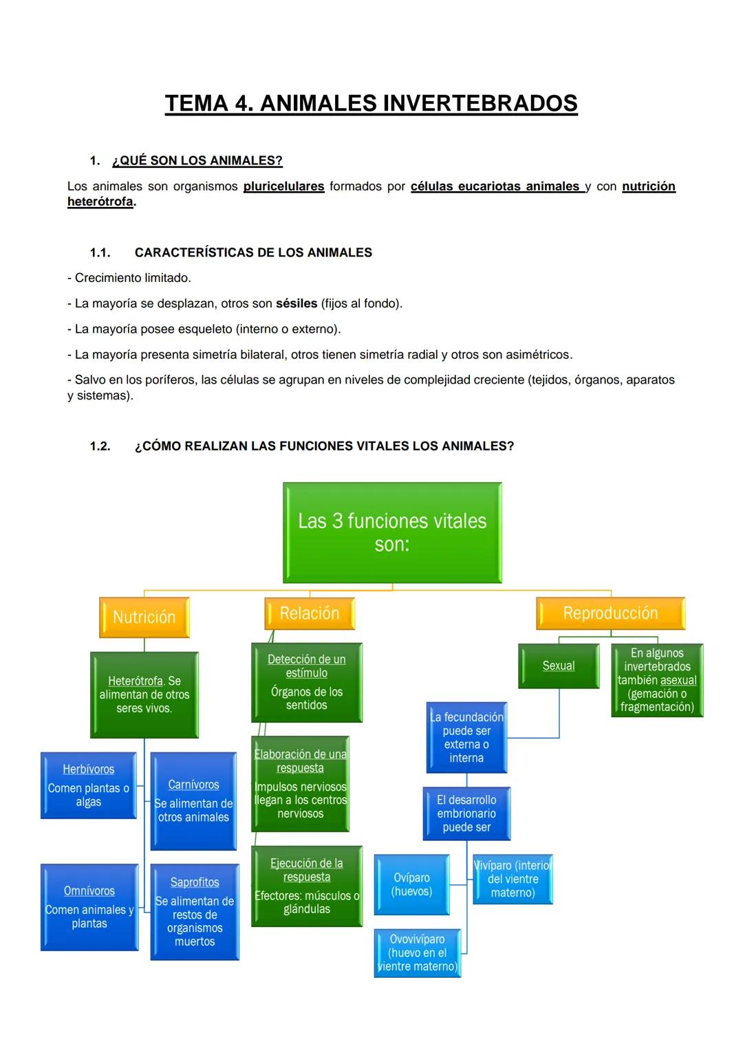 1. ¿QUÉ SON LOS ANIMALES?
Los animales son organismos pluricelulares formados por células eucariotas animales y con nutrición
heterótrofa.
1