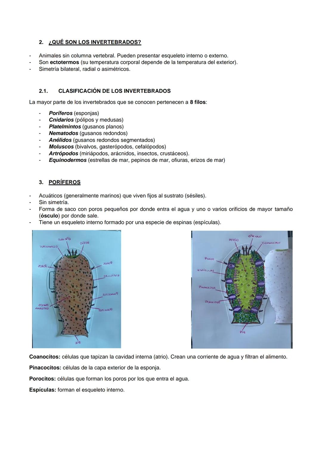 1. ¿QUÉ SON LOS ANIMALES?
Los animales son organismos pluricelulares formados por células eucariotas animales y con nutrición
heterótrofa.
1