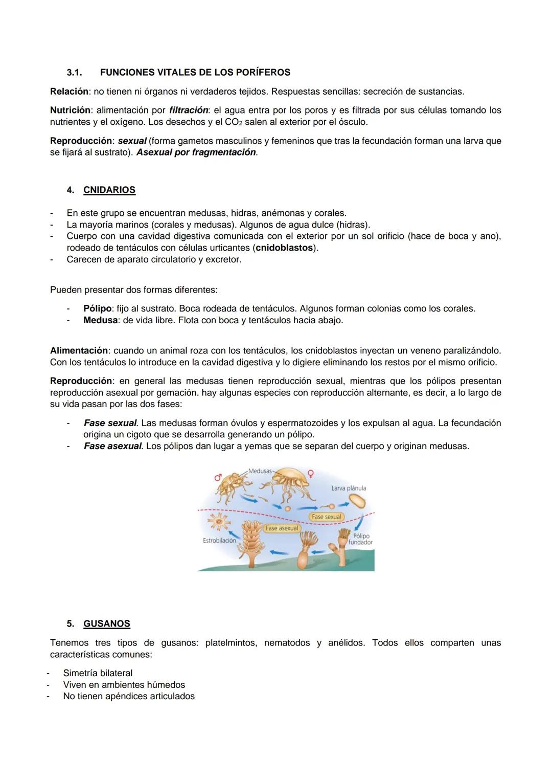 1. ¿QUÉ SON LOS ANIMALES?
Los animales son organismos pluricelulares formados por células eucariotas animales y con nutrición
heterótrofa.
1