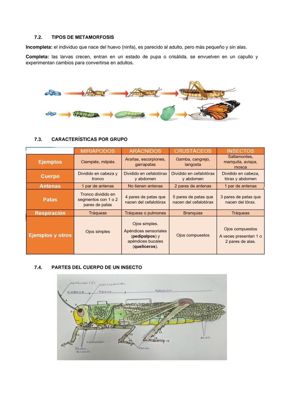 1. ¿QUÉ SON LOS ANIMALES?
Los animales son organismos pluricelulares formados por células eucariotas animales y con nutrición
heterótrofa.
1