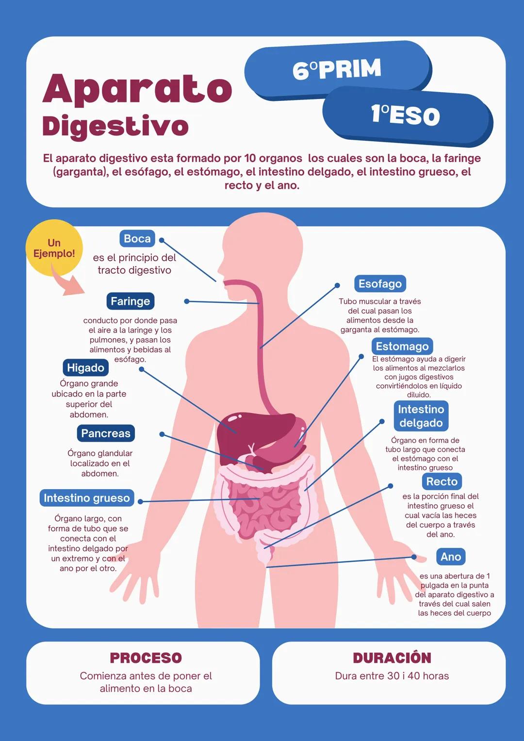 El sistema digestivo