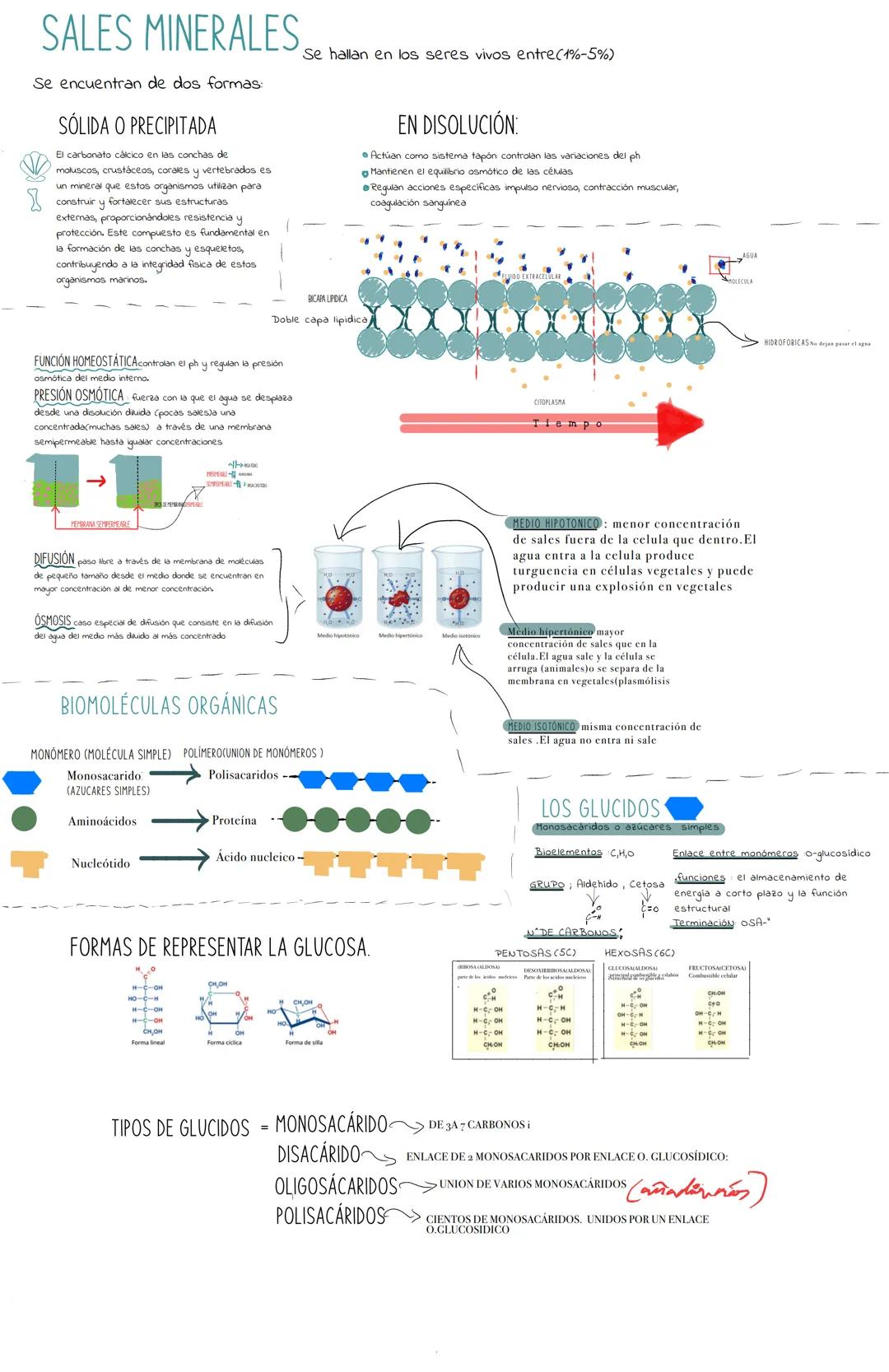 Bioquímica:La naturaleza de los seres vivos
BIOELEMENTOS Son los componentes orgánicos que forman parte de los seres vivos
PRIMARIOS (99%).