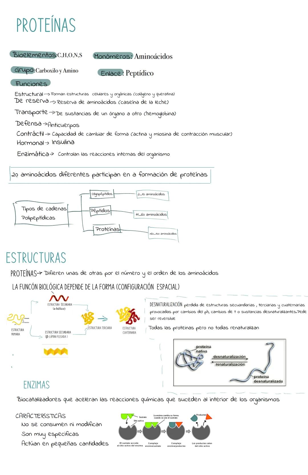 Bioquímica:La naturaleza de los seres vivos
BIOELEMENTOS Son los componentes orgánicos que forman parte de los seres vivos
PRIMARIOS (99%).