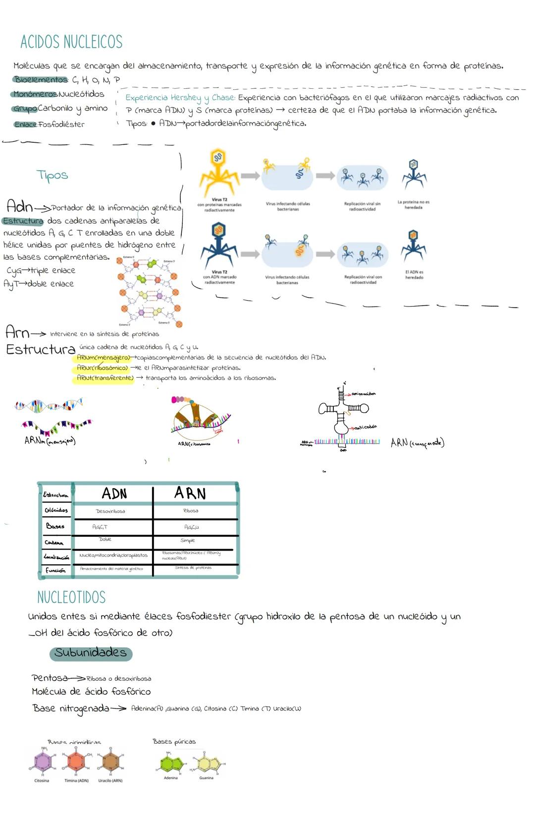 Bioquímica:La naturaleza de los seres vivos
BIOELEMENTOS Son los componentes orgánicos que forman parte de los seres vivos
PRIMARIOS (99%).
