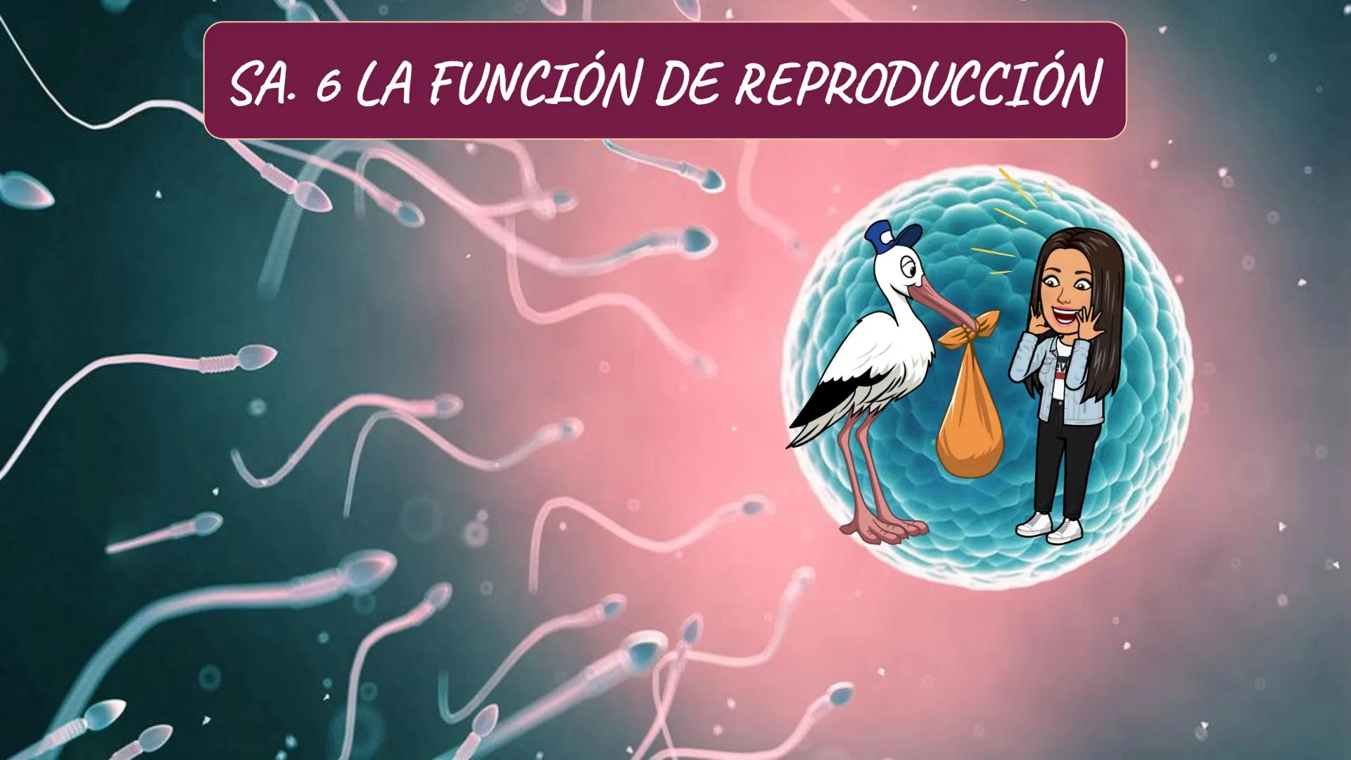 # SA. 6 LA FUNCIÓN DE REPRODUCCIÓN # 1. LAS CARACTERÍSTICAS SEXUALES
LOS CARACTERES SEXUALES
PRIMARIOS
SECUNDARIOS
ÓRGANOS DEL
APARATO
C
