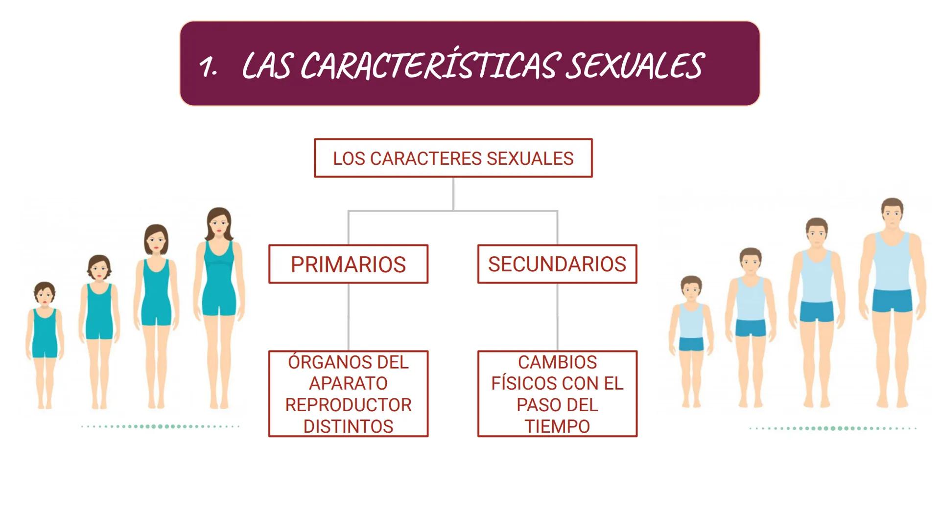 # SA. 6 LA FUNCIÓN DE REPRODUCCIÓN # 1. LAS CARACTERÍSTICAS SEXUALES
LOS CARACTERES SEXUALES
PRIMARIOS
SECUNDARIOS
ÓRGANOS DEL
APARATO
C