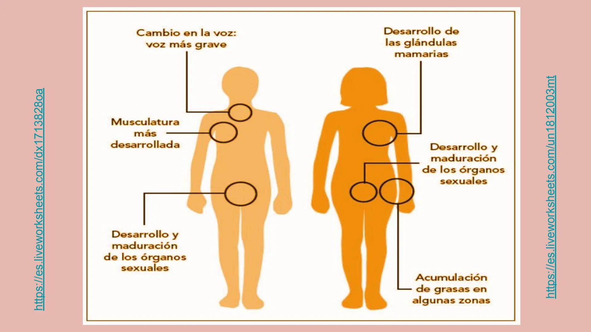 # SA. 6 LA FUNCIÓN DE REPRODUCCIÓN # 1. LAS CARACTERÍSTICAS SEXUALES
LOS CARACTERES SEXUALES
PRIMARIOS
SECUNDARIOS
ÓRGANOS DEL
APARATO
C