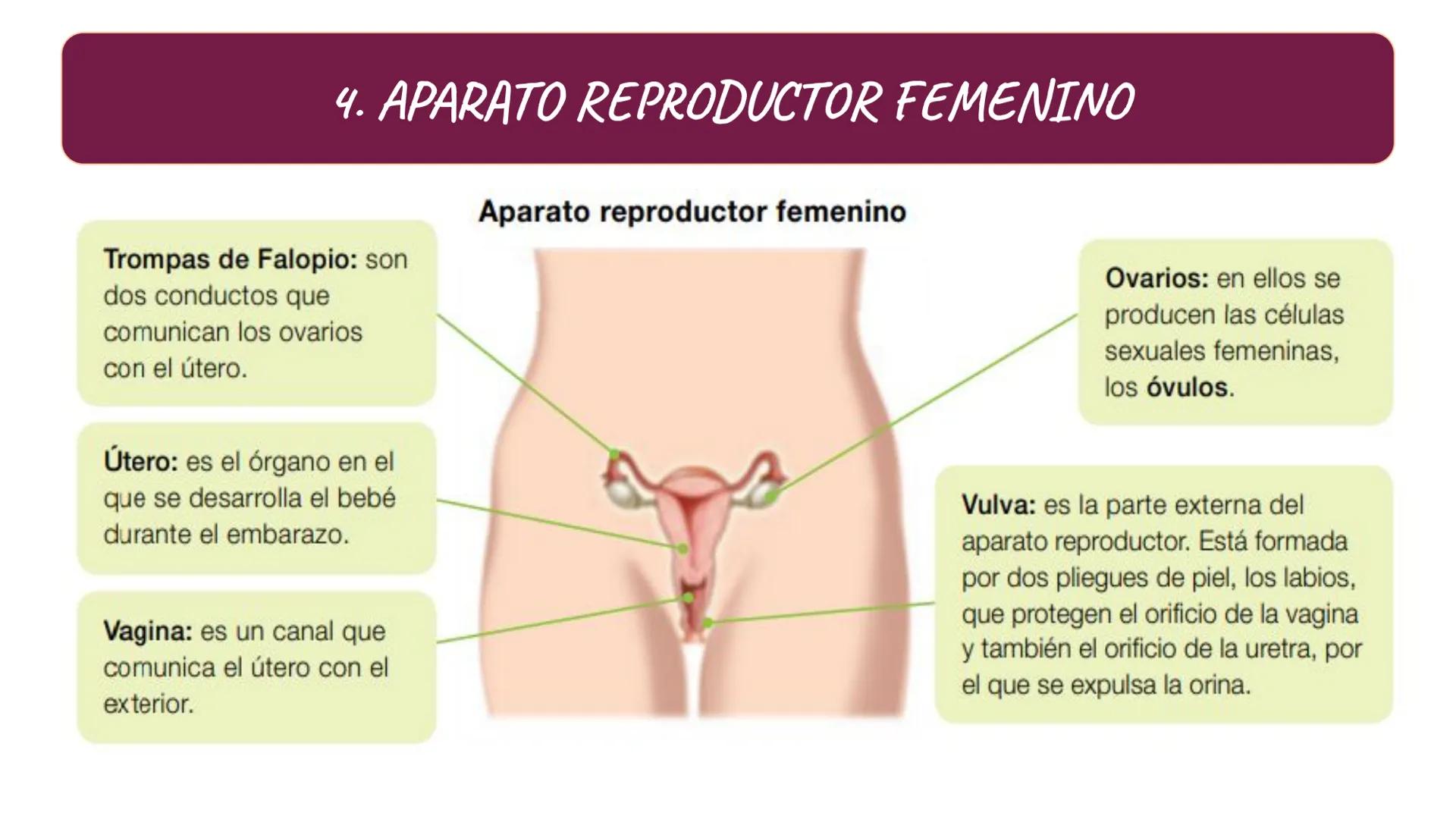 # SA. 6 LA FUNCIÓN DE REPRODUCCIÓN # 1. LAS CARACTERÍSTICAS SEXUALES
LOS CARACTERES SEXUALES
PRIMARIOS
SECUNDARIOS
ÓRGANOS DEL
APARATO
C