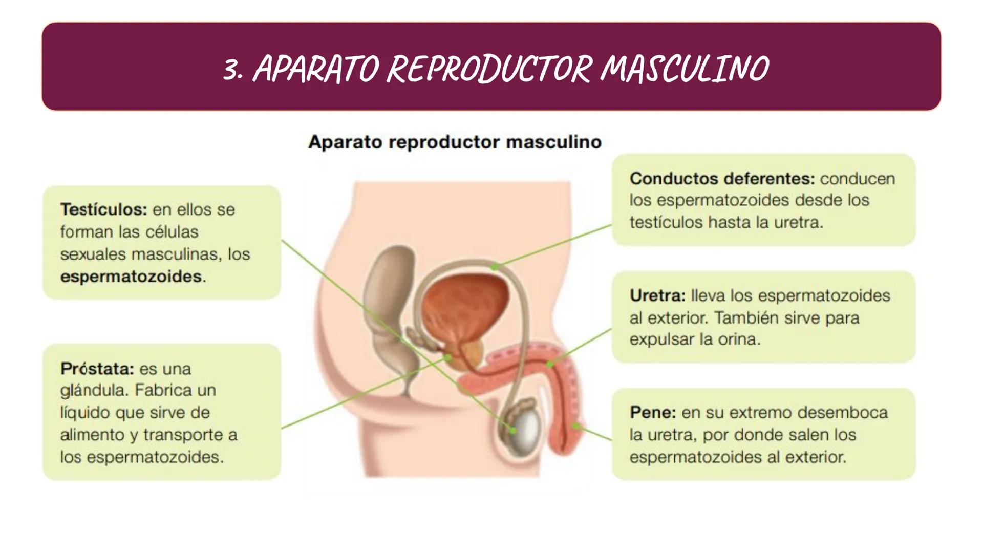 # SA. 6 LA FUNCIÓN DE REPRODUCCIÓN # 1. LAS CARACTERÍSTICAS SEXUALES
LOS CARACTERES SEXUALES
PRIMARIOS
SECUNDARIOS
ÓRGANOS DEL
APARATO
C