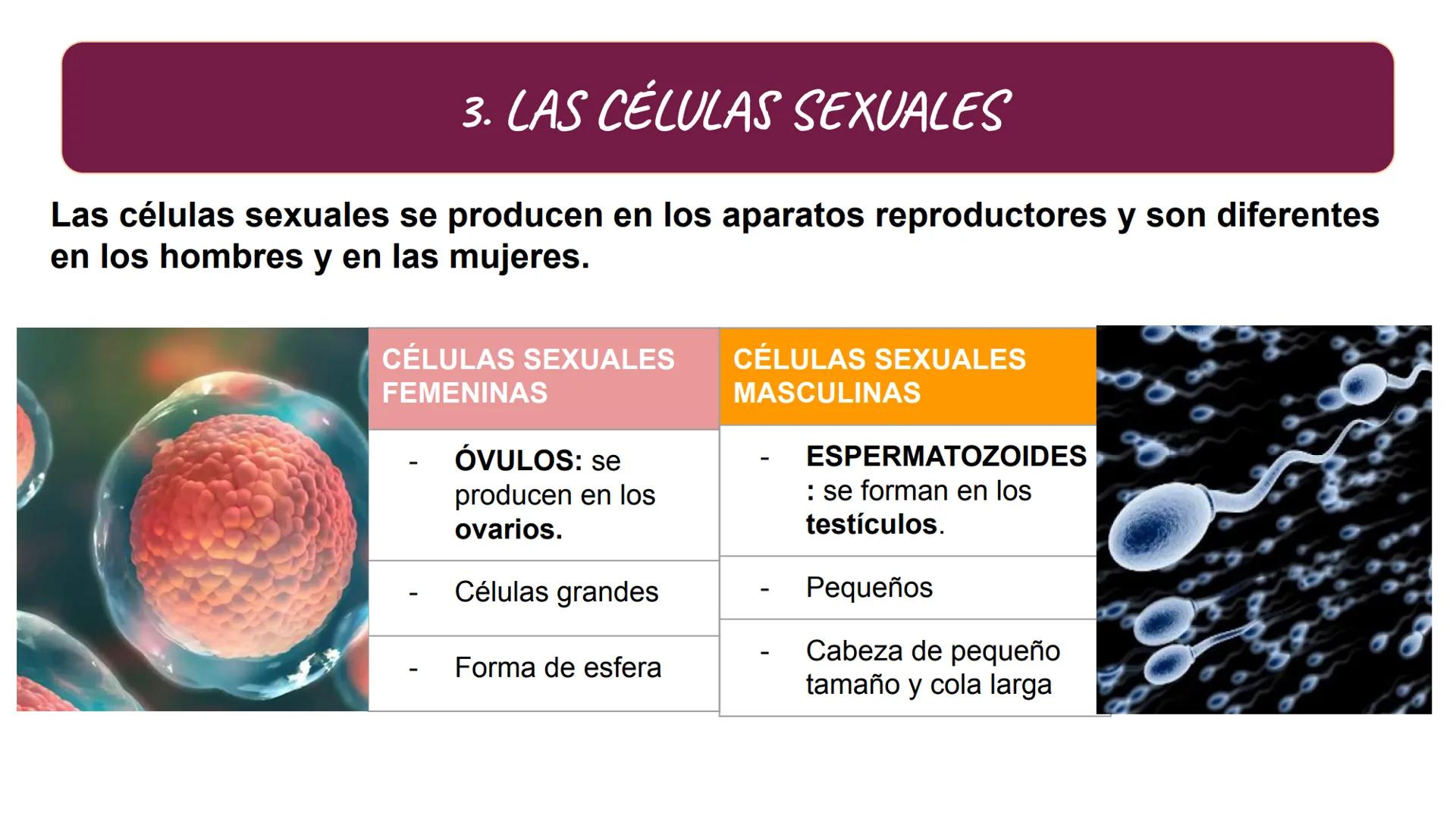 # SA. 6 LA FUNCIÓN DE REPRODUCCIÓN # 1. LAS CARACTERÍSTICAS SEXUALES
LOS CARACTERES SEXUALES
PRIMARIOS
SECUNDARIOS
ÓRGANOS DEL
APARATO
C